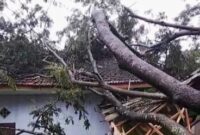 Salah satu rumah warga di wilayah Kecamatan Gucialit yang tertimpa pohon