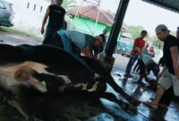 petugas RPH saat melakukan pemotongan hewan