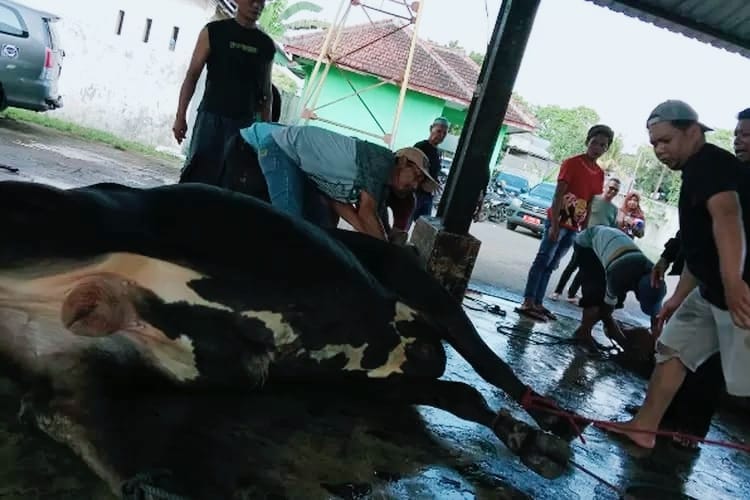 petugas RPH saat melakukan pemotongan hewan