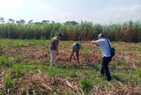 Polisi saat croscek tanaman tebu yang dicuri