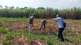 Polisi saat croscek tanaman tebu yang dicuri