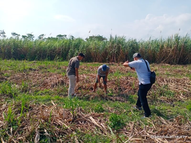 Polisi saat croscek tanaman tebu yang dicuri