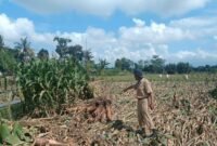 salah satu tenaga penyuluh pertanian saat berada di lahan pertanian warga