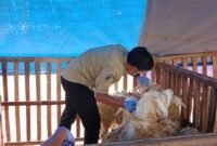 petugas DKPP saat melakukan pemeriksaan hewan kurban