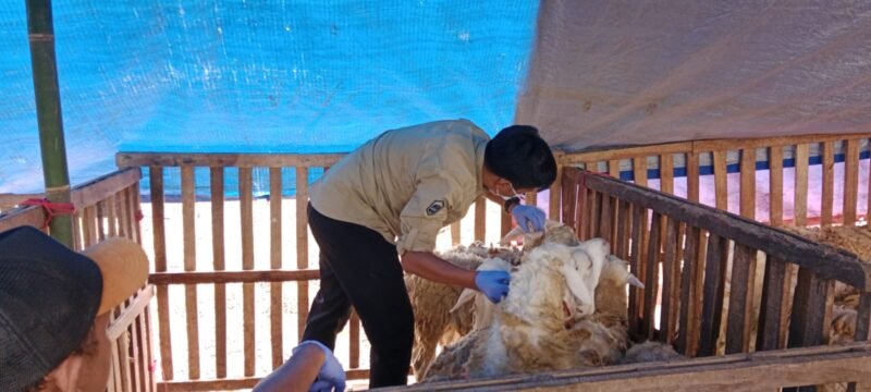 petugas DKPP saat melakukan pemeriksaan hewan kurban