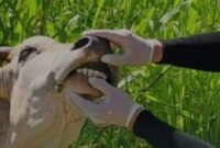 petugas saat memeriksa kesehatan hewan jelang hari raya qur'ban