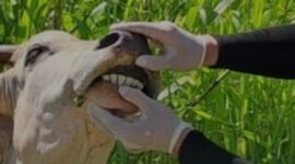 petugas saat memeriksa kesehatan hewan jelang hari raya qur'ban