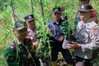Petugas gabungan saat menunjukkan tanaman ganja yang diamankan