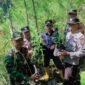 Petugas gabungan saat menunjukkan tanaman ganja yang diamankan
