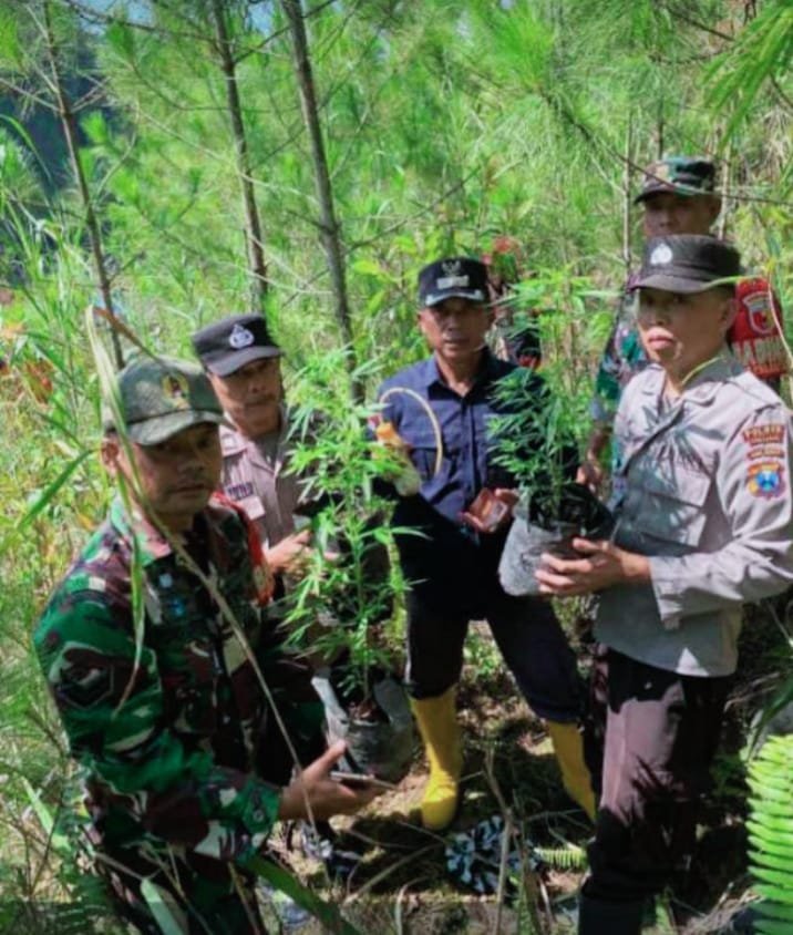 Petugas gabungan saat menunjukkan tanaman ganja yang diamankan