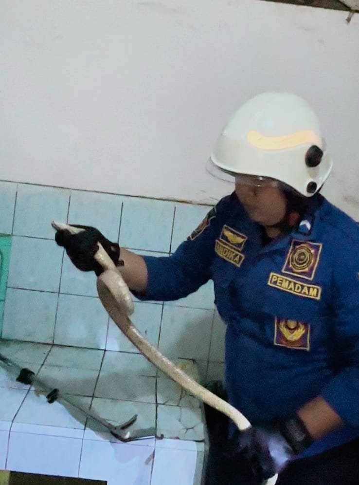 ular cobra