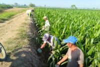 penyuluh pertanian bersama warga saat Gerdal hama tikus