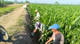 penyuluh pertanian bersama warga saat Gerdal hama tikus