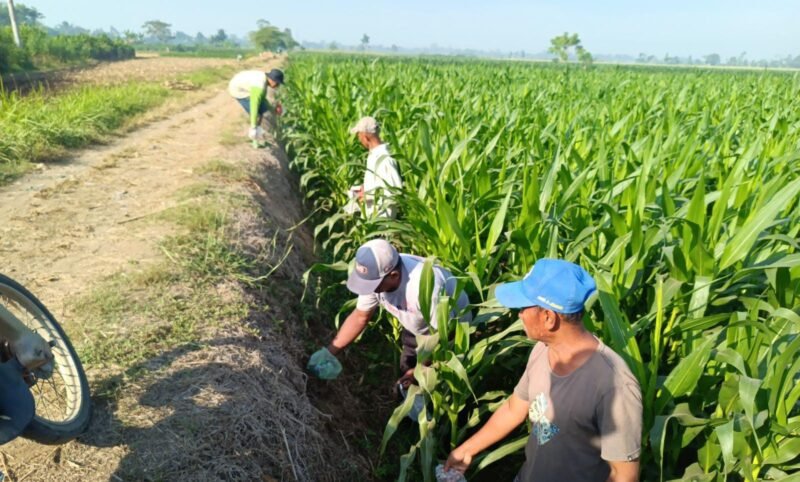 penyuluh pertanian bersama warga saat Gerdal hama tikus