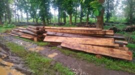 Barang bukti kayu damar yang diamankan Perhutani dari gudang warga