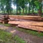 Barang bukti kayu damar yang diamankan Perhutani dari gudang warga