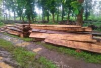 BB kayu damar yang diamankan Perhutani dari gudang milik Dar