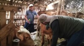petugas saat memeriksa kondisi kesehatan ternak sapi