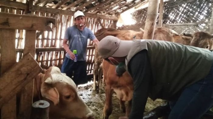 petugas saat memeriksa kondisi kesehatan ternak sapi