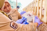 petugas kesehatan saat melakukan pemeriksaan hewan kurban