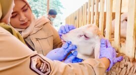 petugas kesehatan saat melakukan pemeriksaan hewan kurban