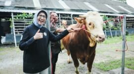 Sapi kurban Presiden Prabowo Subianto 