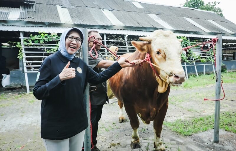 Sapi kurban Presiden Prabowo Subianto 
