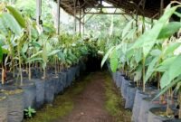 Ribuan bibit durian kembang Lumajang