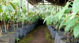 Ribuan bibit durian kembang Lumajang