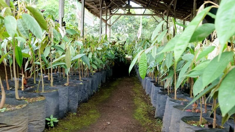 Ribuan bibit durian kembang Lumajang