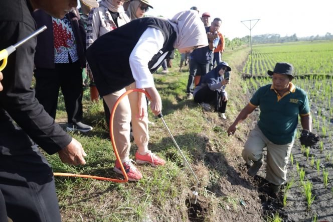 Bupati Lumajang bersama petani gropyokan anti hama tikus