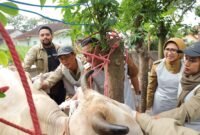 Bupati Lumajang saat memantau proses vaksinasi ternak sapi