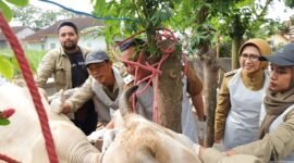 Bupati Lumajang saat memantau proses vaksinasi ternak sapi