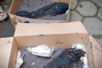 Kondisi mortir saat diamankan