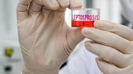 Waspadai Leptospirosis