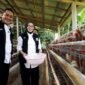 Bupati didampingi Wabup saat berkunjung ke salah satu kandang ternak ayam dan puyu