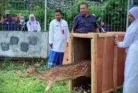 Rusa bantuan Istana Bogor saat dilepas di Bumi Perkemahan Glagaarum Desa Kandang Tepus Senduro
