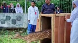 Rusa bantuan Istana Bogor saat dilepas di Bumi Perkemahan Glagaarum Desa Kandang Tepus Senduro