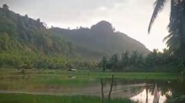 Kondisi lahan pertanian di wilayah Kecamatan Tempursari yang terendam banjir