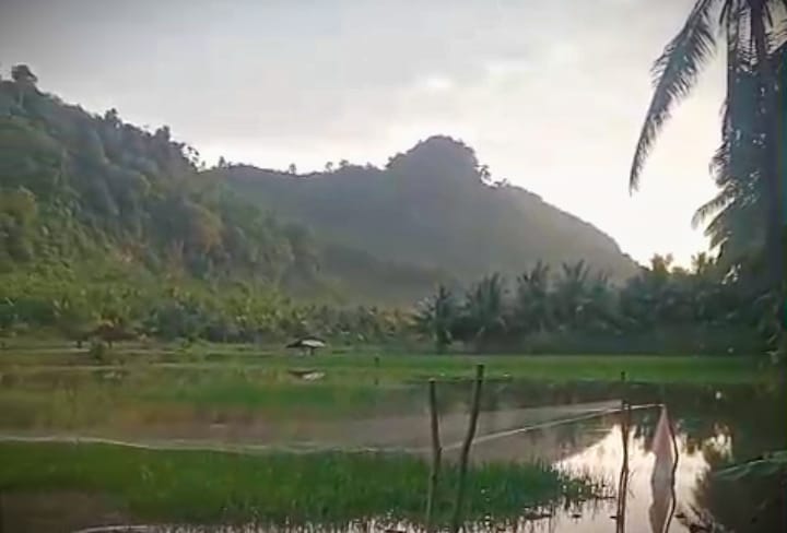 Kondisi lahan pertanian di wilayah Kecamatan Tempursari yang terendam banjir
