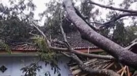 Salah satu rumah warga di wilayah Kecamatan Gucialit yang tertimpa pohon