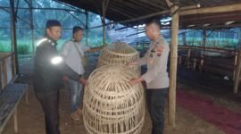 Polisi saat mengamankan dua kurangan 